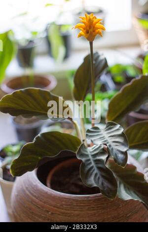 Calathea crocata as home plant. Cultivated in flower pot. Stock Photo