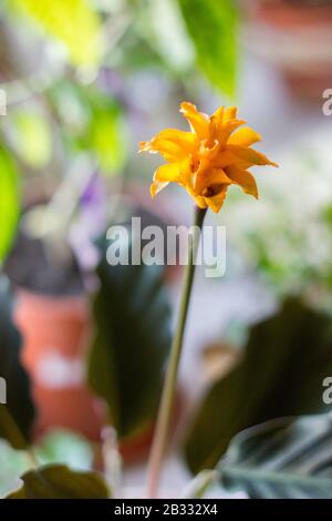 Calathea crocata as home plant. Cultivated in flower pot. Stock Photo