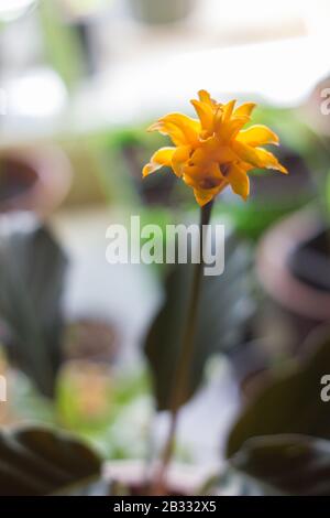 Calathea crocata as home plant. Cultivated in flower pot. Stock Photo