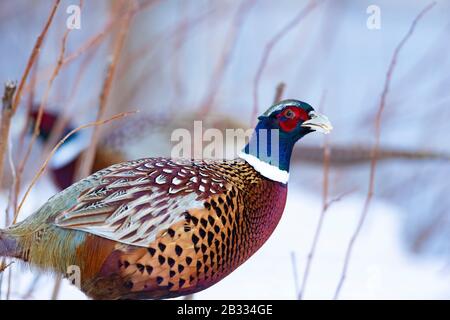 A rooster Pheasant in the winter in Minnesota Stock Photo