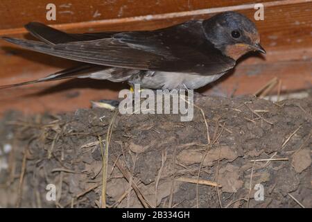 Swallow visiting its nest to feed the brood of young. Stock Photo