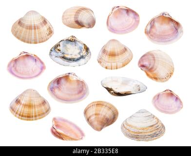set of various shells of clams isolated on white background Stock Photo