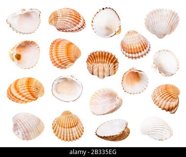 set of various shells of cockles isolated on white background Stock Photo