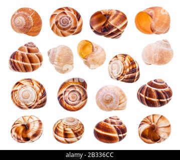 set of various shells of roman snails isolated on white background Stock Photo