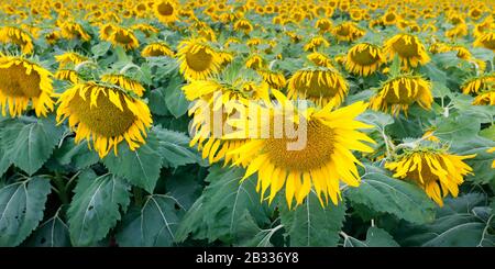 SUNFLOWERS FIELD, DURING SUMMER SEASON IN PROVENCE -FRANCE Stock Photo