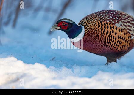 A rooster Pheasant in the winter in Minnesota Stock Photo