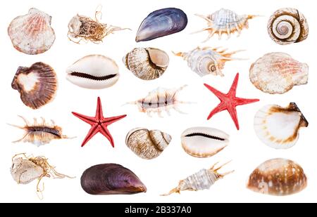 set of various seashells isolated on white background Stock Photo