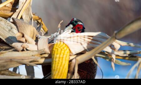 A rooster Pheasant in the winter in Minnesota Stock Photo