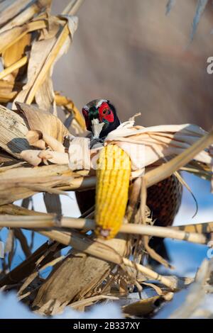 A rooster Pheasant in the winter in Minnesota Stock Photo