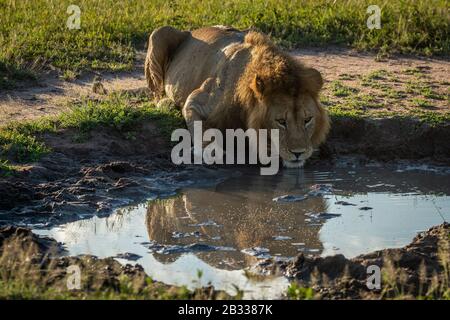 Male lion drinks from pool showing reflection Stock Photo