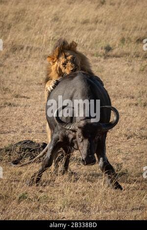 Male lion jumps Cape buffalo from behind Stock Photo