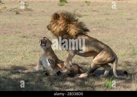 Male lion jumps off lioness after mating Stock Photo