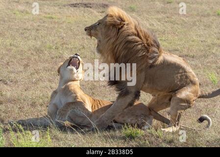 Male lion jumps off female after mating Stock Photo