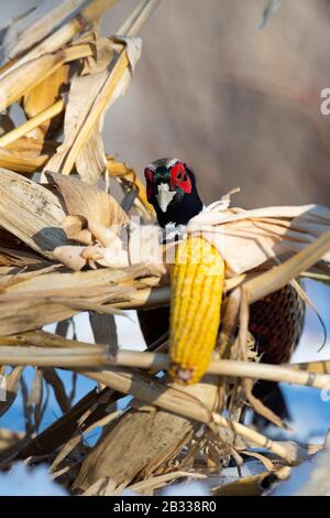 A rooster Pheasant in the winter in Minnesota Stock Photo