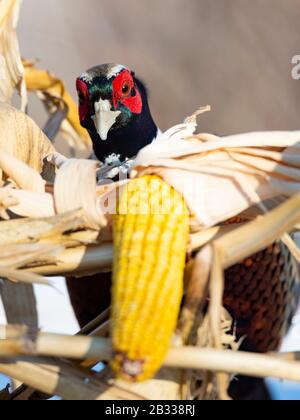 A rooster Pheasant in the winter in Minnesota Stock Photo