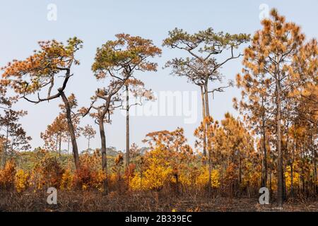 Dry orange trees and bush on burnt ground in black color after burning from fire in tropical rainforest, Phu Kradueng, Loei, Thailand. Stock Photo