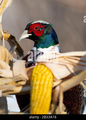 A rooster Pheasant in the winter in Minnesota Stock Photo