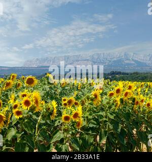 SUNFLOWERS FIELD, DURING SUMMER SEASON IN PROVENCE -FRANCE Stock Photo