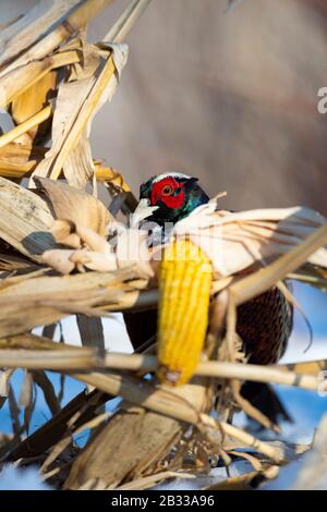 A rooster Pheasant in the winter in Minnesota Stock Photo