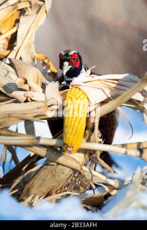 A rooster Pheasant in the winter in Minnesota Stock Photo