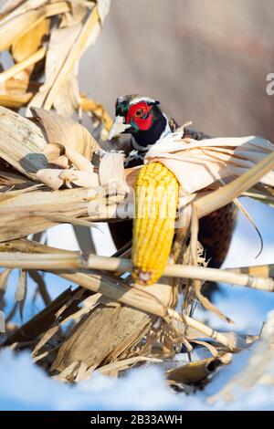 A rooster Pheasant in the winter in Minnesota Stock Photo