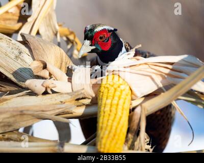 A rooster Pheasant in the winter in Minnesota Stock Photo