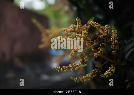 mango buds and flowers on its tree Stock Photo