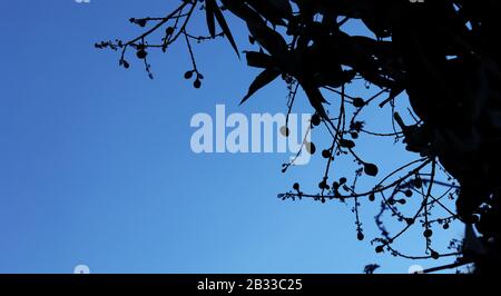 Silhouette shot of Mango tree on blue sky backgrounds Stock Photo