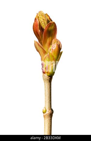 opening bud at the end of maple twig in spring, isolated on white, detail Stock Photo