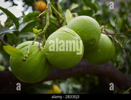 Green oranges ripening on the tree in Gran Canaria, Grand Canary, Spain. Stock Photo