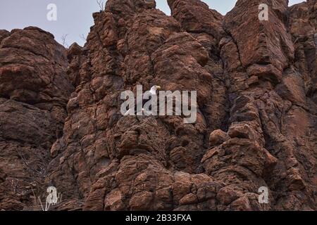 White-tailed eagle perched on a cliff Stock Photo