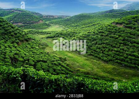 Tea plantation with green fresh leaves in sumatra island,indonesia Stock Photo
