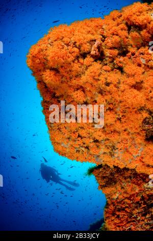 Yellow cluster anemone, Parazoanthus axinellae, Coralreef and scuba diver, Tamariu, Costa Brava, Spain, Mediterranean Sea, MR Stock Photo