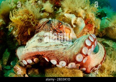 Common Octopus, Octopus vulgaris, Tamariu, Costa Brava, Spain, Mediterranean Sea Stock Photo