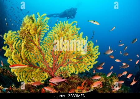 Variable sea fan, Paramuricea clavata, and swallowtail seaperch, Anthias anthias and scuba diver, Tamariu, Costa Brava, Spain, Mediterranean Sea, MR Stock Photo