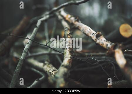 In a huge pile lie recently cut down long thin trunks, branches and twigs from trees in the dark gloomy time of day. Stock Photo