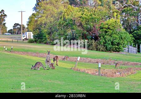 Group of kangaroos grazing at a park near nature reserve in Mallacoota, Australia Stock Photo