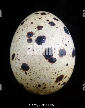 Dead dry cracked  quail egg isolated on black. Isolated on  black studio macro Stock Photo