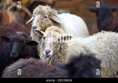 Family sheep in the farm. Breeding animals Stock Photo