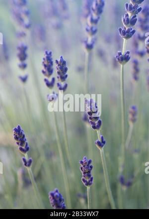 Lavandula angustifolia, common lavender, in a misty morning light. Beautiful evergreen plant used to make tea and essential lavender oil. Shallow DOF. Stock Photo