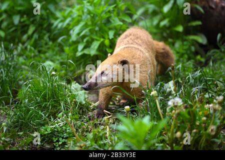 South American Coati (Nasua), wild animal looking like raccoon Stock Photo