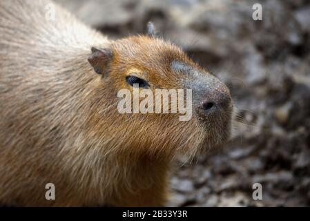 Capybara (Hydrochoerus hydrochaeris). Portrait close-up Stock Photo