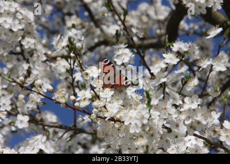 Europea  peacock butterfly on white blossoms of Sour Cherry Tree Prunus Cerasus towards blue sky at spring season, Tagpfauenauge, Nymphalis agleis Stock Photo
