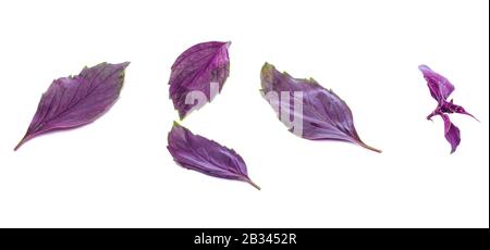 Close up studio shot of fresh red basil herb leaves isolated on white background. Purple Dark Opal Basil Stock Photo