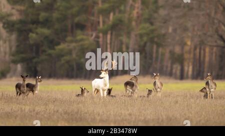 Burg, Germany. 01st Feb, 2020. A white fallow deer stands in the middle of the pack on a meadow in the Spreewald. Credit: Ingolf König-Jablonski/dpa-Zentralbild/ZB/dpa/Alamy Live News Stock Photo