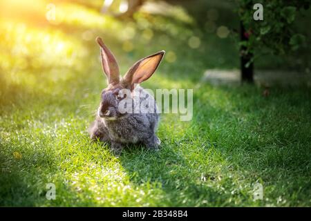 Cute adorable grey fluffy rabbit sitting on green grass lawn at backyard. Small sweet bunny sitting at meadow in green garden on bright sunny morning Stock Photo
