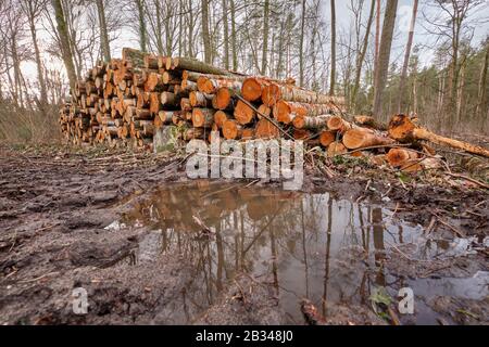 Landscape shot with a woodpile in the forest with tree trunks felld because of pest infestation and a puddle in a tractor track in the foreground. See Stock Photo