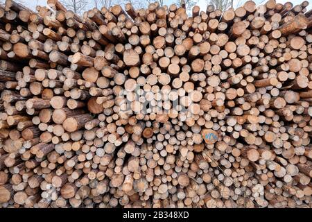Close-up of a huge woodpile in the forest with tree trunks felld because of pest infestation. Seen near Nuremberg in Bavaria, Germany, in February Stock Photo