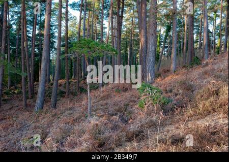 Pine trees growing on a hillside Stock Photo