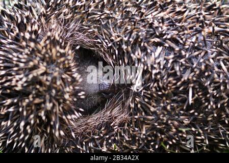 Western European Hedgehog (Erinaceus) curled up into a ball Stock Photo